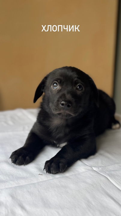 Радіоведучий «Буковинської хвилі» шукає домівки для чотирьох покинутих цуценят