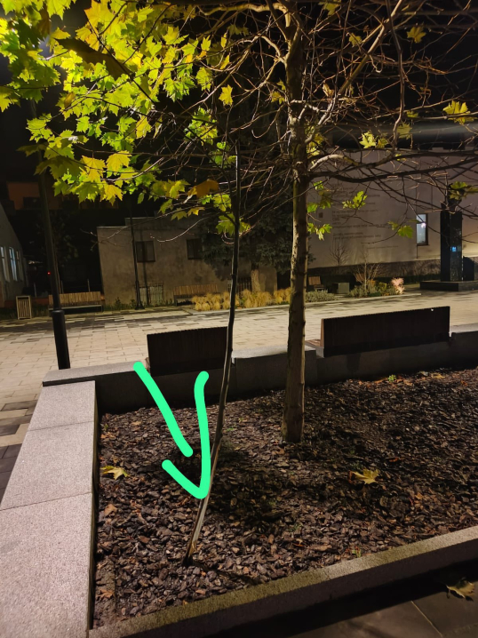 У центрі Чернівців невідомі зламали молоду липу і закопали її у сквері