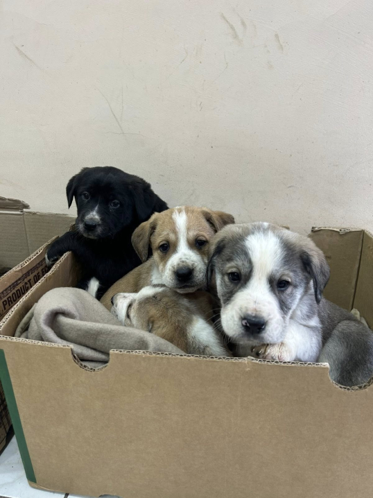 На «Калинці» чоловік викинув біля смітника коробки в яких було 6 цуценят