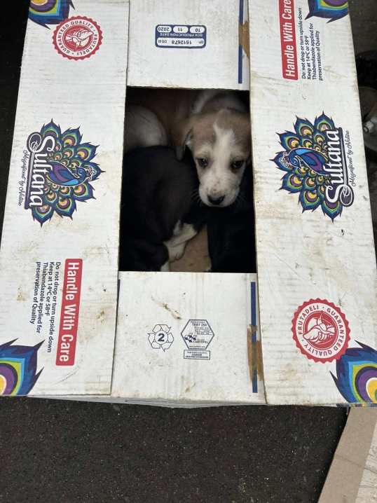 На «Калинці» чоловік викинув біля смітника коробки в яких було 6 цуценят