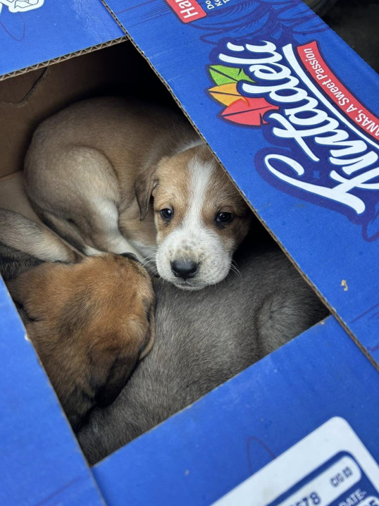 На «Калинці» чоловік викинув біля смітника коробки в яких було 6 цуценят