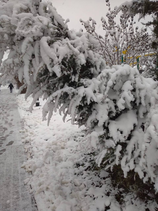 Різдвяна казка: Чернівці вперше засипало снігом