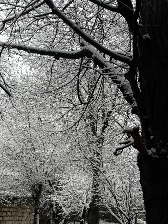 Різдвяна казка: Чернівці вперше засипало снігом