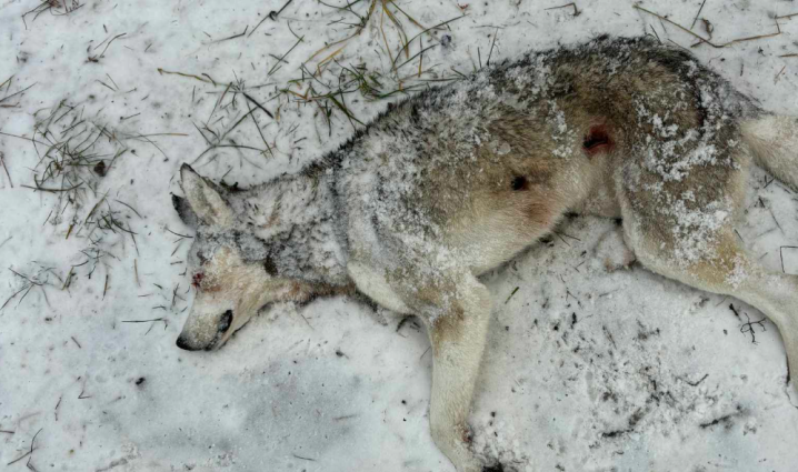 У Чернівцях невідомі розстрілюють безпритульних собак