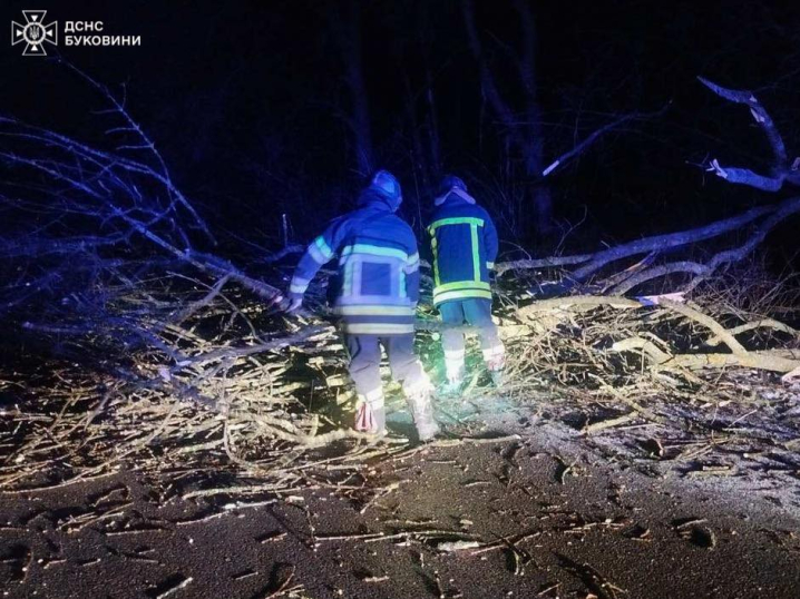 У Чернівцях поривчастий вітер повалив дерево на припарковане авто