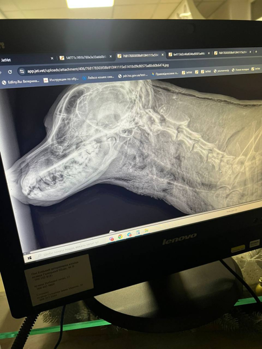 Собаку, в яку стріляли у центрі Чернівців, врятували: у тілі виявили два отвори