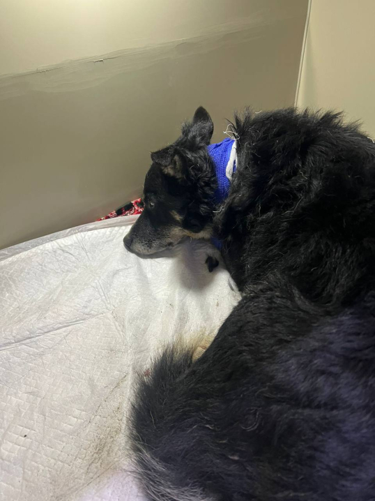 Поліція розшукує людей, які відстрілюють собак у Чернівцях і області