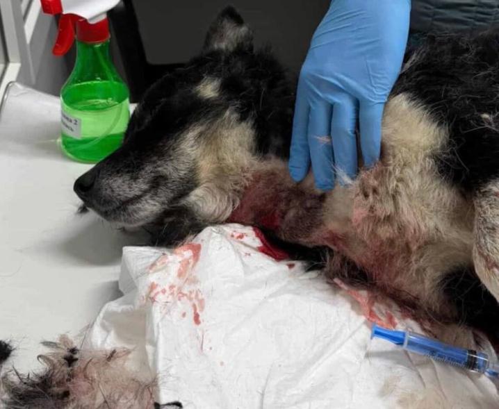 Поліція розшукує людей, які відстрілюють собак у Чернівцях і області