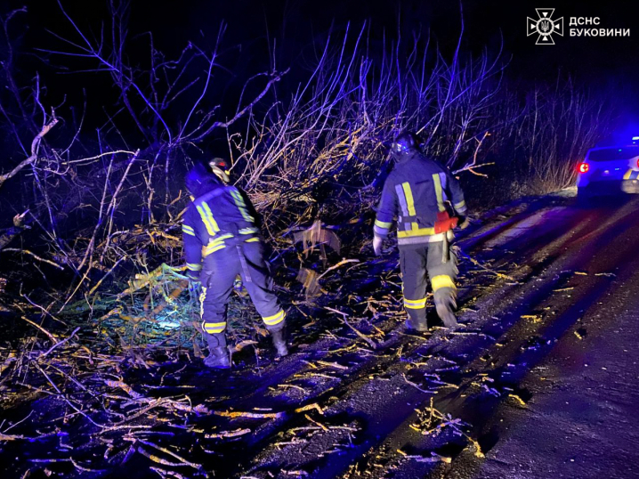 У Чернівцях вітер повалив чергове дерево на припарковане авто