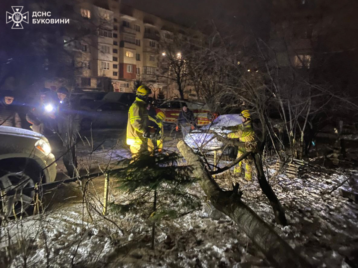 У Чернівцях вітер повалив чергове дерево на припарковане авто