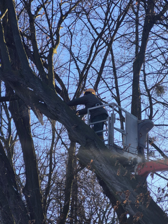 У Чернівцях у парку Шевченка прибирають повалені після негоди дерева