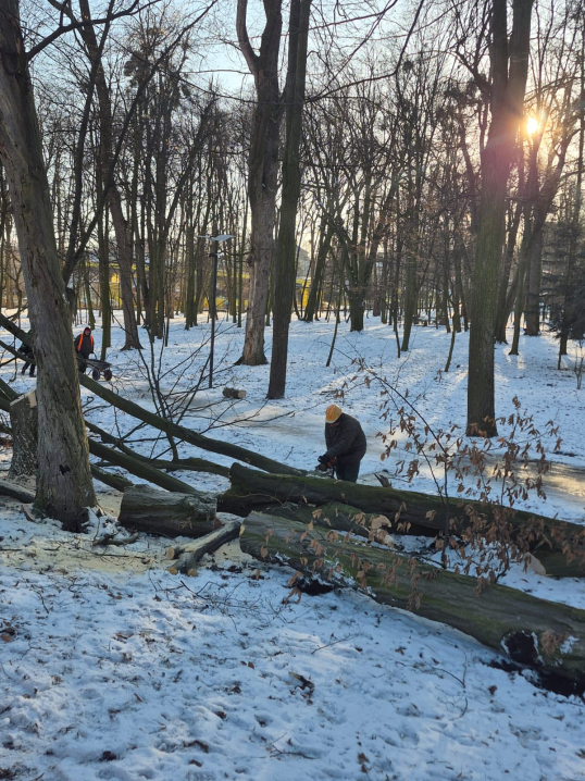 У Чернівцях у парку Шевченка прибирають повалені після негоди дерева