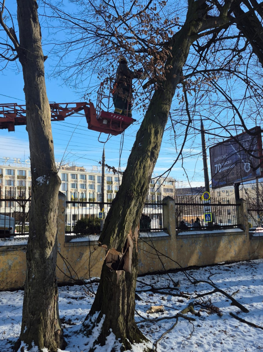 У Чернівцях у парку Шевченка прибирають повалені після негоди дерева