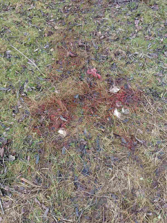 На Путильщині ведмідь вдерся на подвір'я, розтрощив пасіку та вбив трьох овець