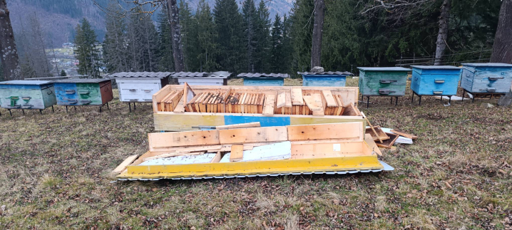 На Путильщині ведмідь вдерся на подвір'я, розтрощив пасіку та вбив трьох овець