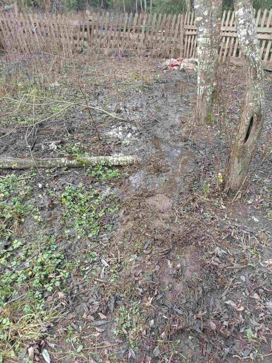 На Путильщині ведмідь вдерся на подвір'я, розтрощив пасіку та вбив трьох овець