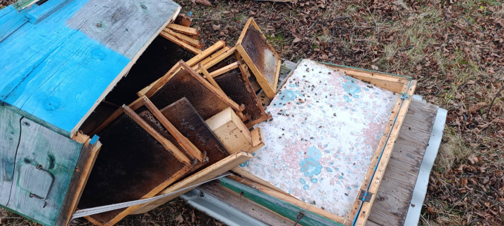 На Путильщині ведмідь вдерся на подвір'я, розтрощив пасіку та вбив трьох овець