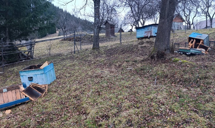 На Путильщині ведмідь вдерся на подвір'я, розтрощив пасіку та вбив трьох овець