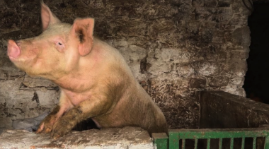 На Хмельниччині чоловік використовує неоготичну будівлю XVIII століття як хлів для свиней і картоплі