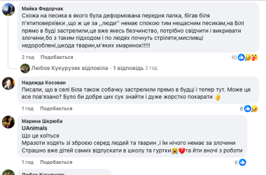 Чернівцями розгулює озброєна людина і відстрілює безпритульних тварин