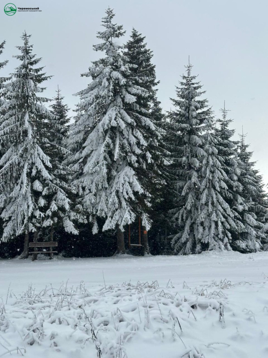 Зимова казка. Нацпарк "Черемоський" опублікував світлини засніженого лісу