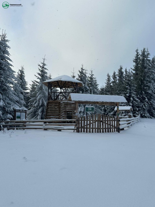 Зимова казка. Нацпарк "Черемоський" опублікував світлини засніженого лісу