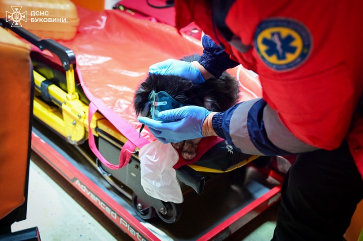 Під час пожежі у Чернівцях надзвичайники врятували двох котів