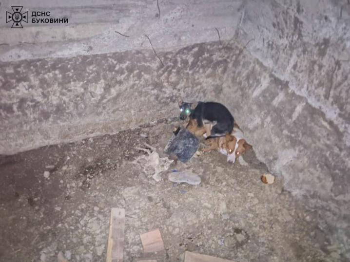 На Буковині рятувальники визволили двох собак із пастки На Буковині рятувальники визволили двох собак із пастки