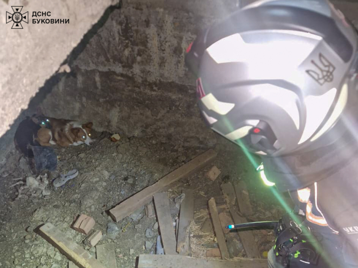 На Буковині рятувальники визволили двох собак із пастки На Буковині рятувальники визволили двох собак із пастки