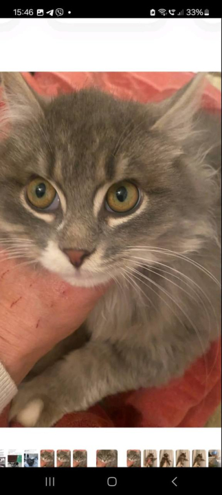 У Чернівцях у районі Щербанюка зник домашній котик: волонтерка просить про допомогу У Чернівцях у районі Щербанюка зник домашній котик: волонтерка просить про допомогу