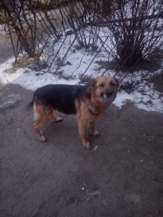 У Чернівцях на Небесної Сотні шукають господарів загубленого песика