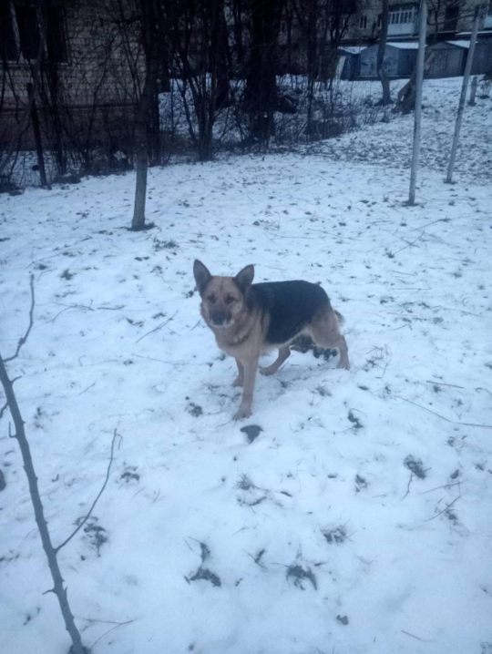 У Чернівцях на Небесної Сотні шукають господарів загубленого песика