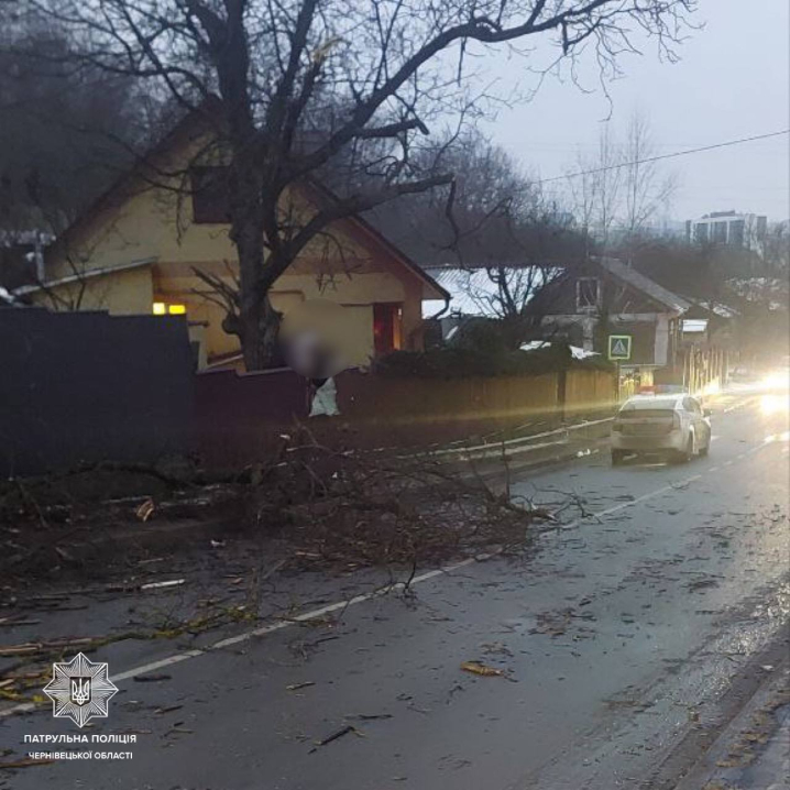 На вулиці Устима Кармелюка у Чернівцях впало дерево
