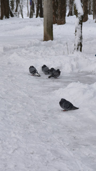 Чернівці замело снігом: фото засніженого ранкового міста (ФОТО)