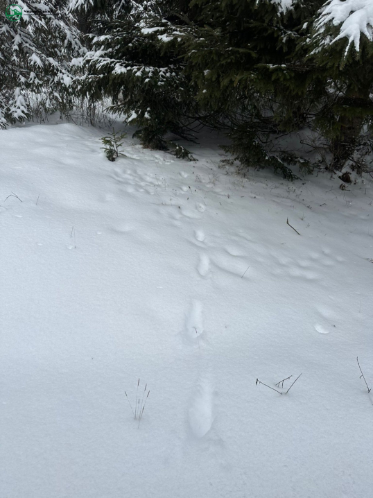 На Буковині фотопастки зазнімкували карпатських вовків