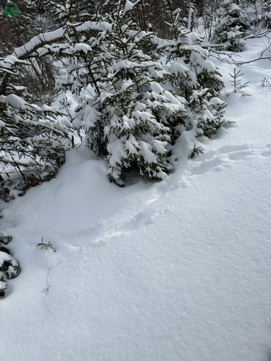 На Буковині фотопастки зазнімкували карпатських вовків
