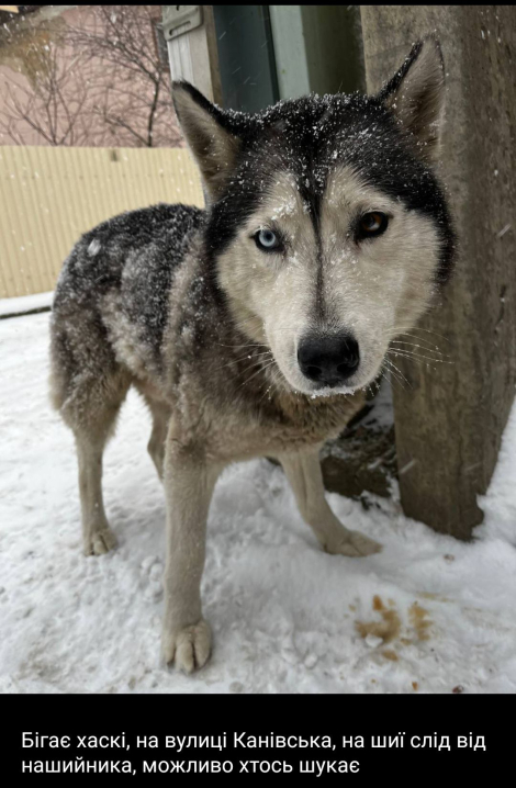 У Чернівцях в районі Канівської шукають власника хаскі