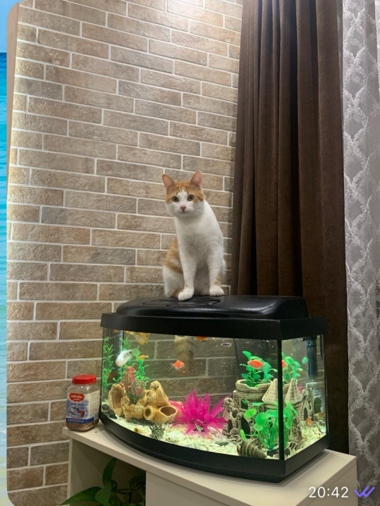 У Чернівцях на вулиці Руській розшукують рудого котика