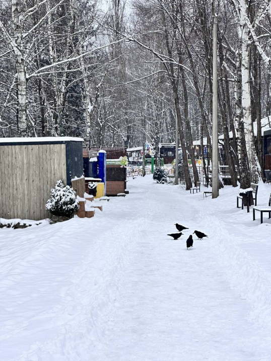 У Чернівцях панує зима. Ранкові фото засніженого міста