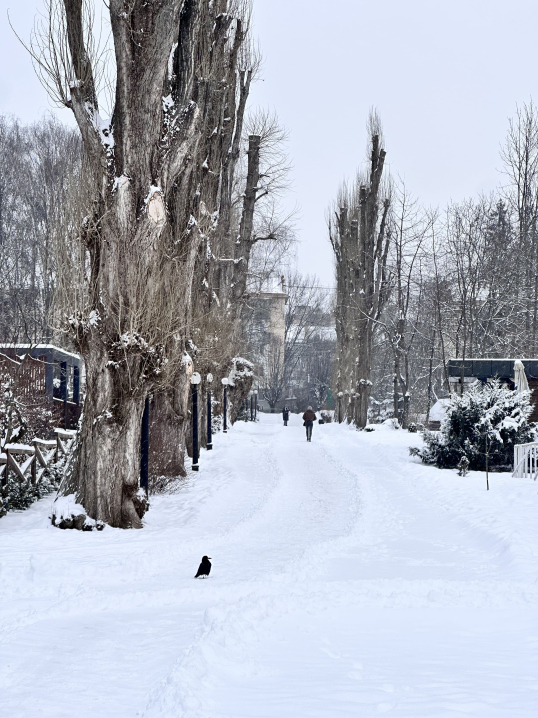 У Чернівцях панує зима. Ранкові фото засніженого міста