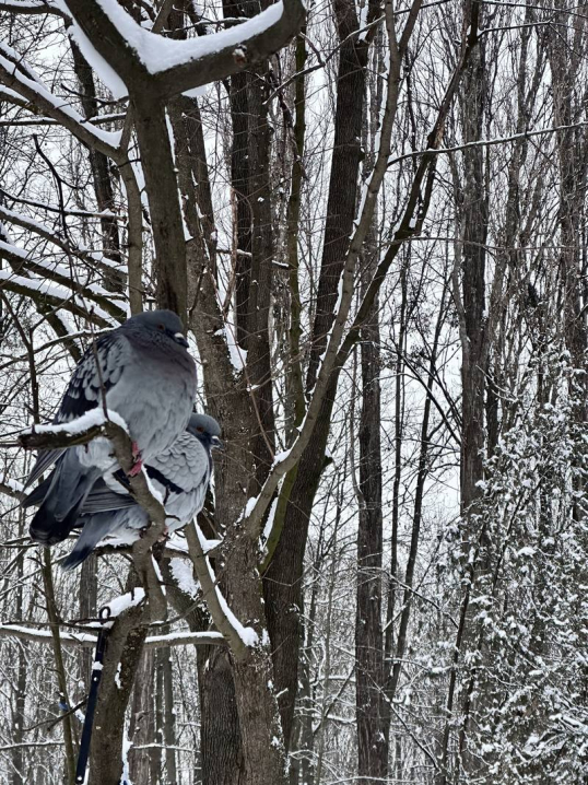 У Чернівцях панує зима. Ранкові фото засніженого міста