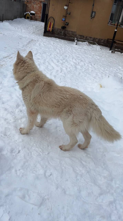 У Чернівцях у районі Садгори зник собака: власники просять про допомогу