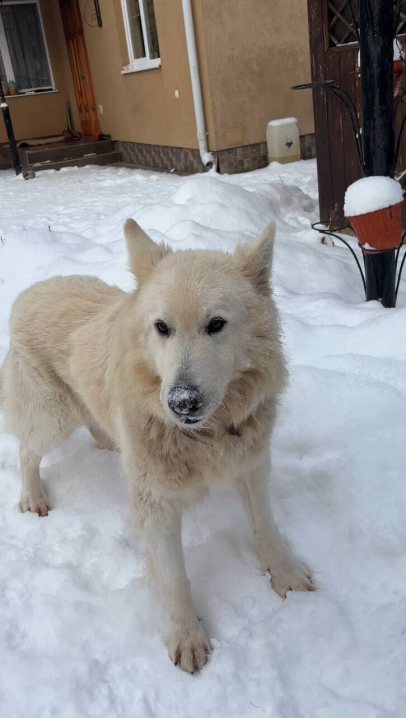 У Чернівцях у районі Садгори зник собака: власники просять про допомогу