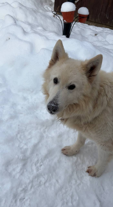 У Чернівцях у районі Садгори зник собака: власники просять про допомогу