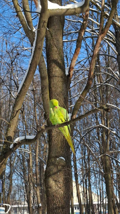 У Чернівцях навіть за -14°C у парку живуть папуги Крамера