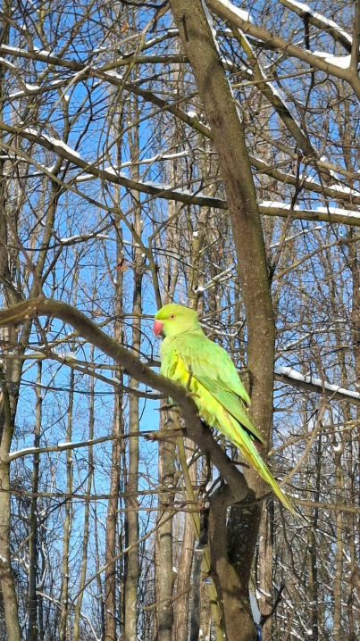 У Чернівцях навіть за -14°C у парку живуть папуги Крамера
