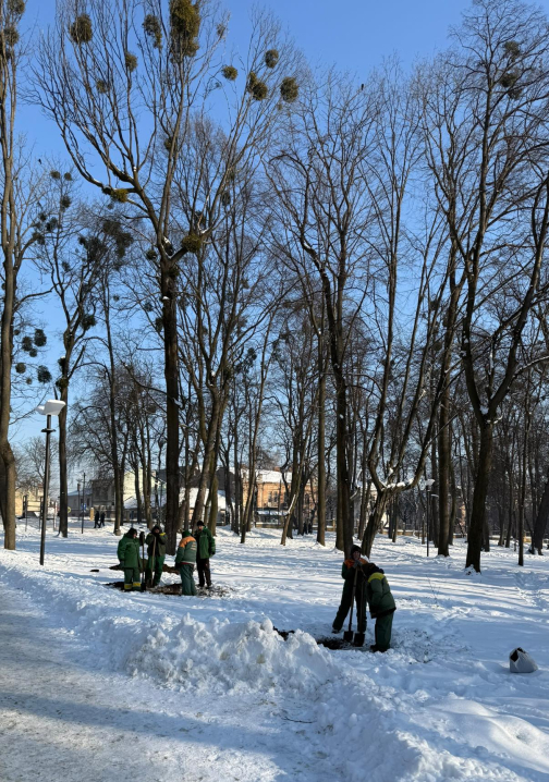 У парку Шевченка у Чернівцях при –8 саджають дерева