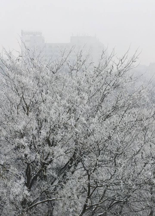 Чернівці огорнув густий туман та вдарив сильний мороз