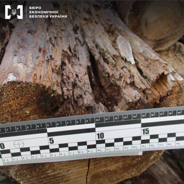 На Буковині викрили схему контрабанди лісу: директору підприємства оголосили підозру