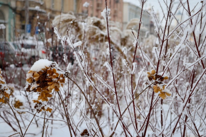Дерева мерзнуть, місто завмирає: зимові Чернівці очима зелентресту